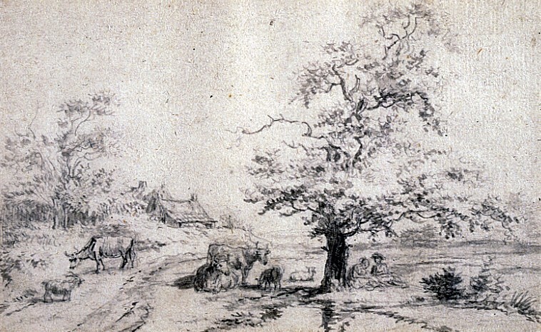 Ter Apel, landschap in Westerwolde met boom